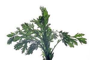 手軽さに隠された鎌倉の和菓子の魅力