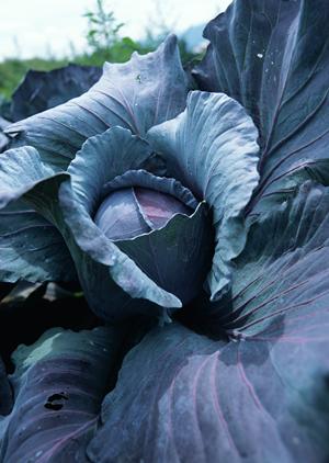 豊富な種類のシーズニングが揃えられています