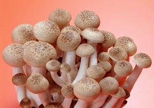 美味しい神戸牛で特別な日をより特別に